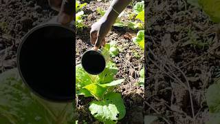 Feeding plants with liquid fertilizer #shorts