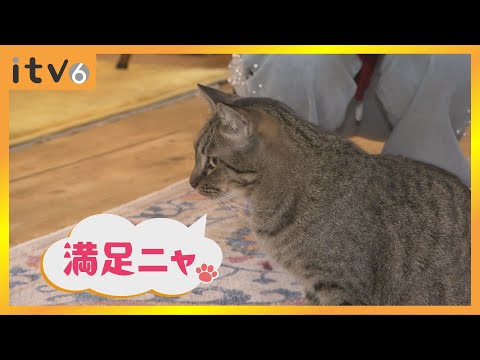 【ネコ猛ダッシュ】ネコカフェで「かつおだいすき」をあげてみた 咀嚼音がたまらない▽なぞマチ!? 2024/12/21（土）