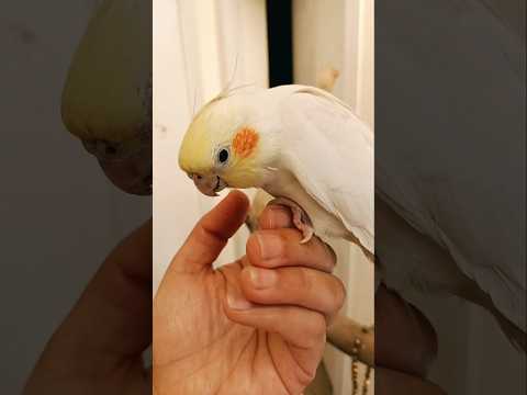 Adorable Cockatiel Milo's Cute Moments 🥰🤗🦜 #cockatielscraze #birdscharm