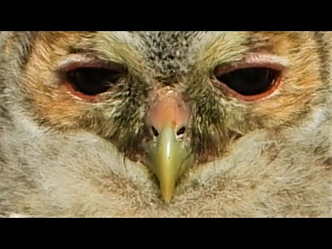 TAWNY OWLET 🦉