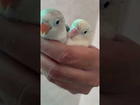 Love Bird Babies: Capturing Their Cuteness