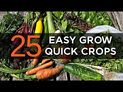 Fast Growing Crops for Quick Harvests | Garden Tour | Self-sufficient Abundance