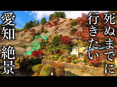 [Cherry Blossom Village] 10 Spectacular Views of Aichi to Visit in Autumn - JAPAN in 8K