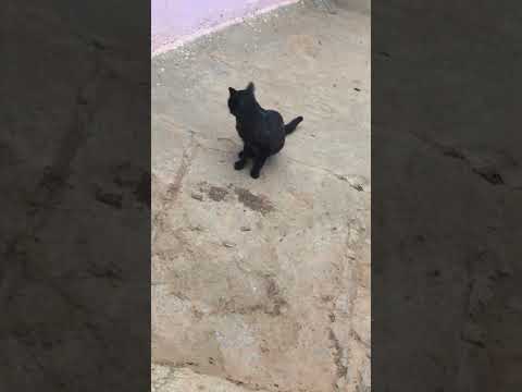 Tu meta koi naa #bollywood #arijitsingh #song #cat #blackcat #bhediya #travel #bangalorelocals