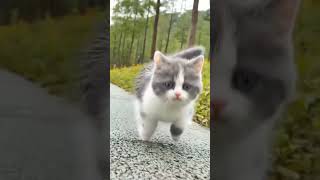 Little Kitten Running||#cutecat #catrunnig #catlover #shorts #viral #shortsvideo #cute #nature #pets