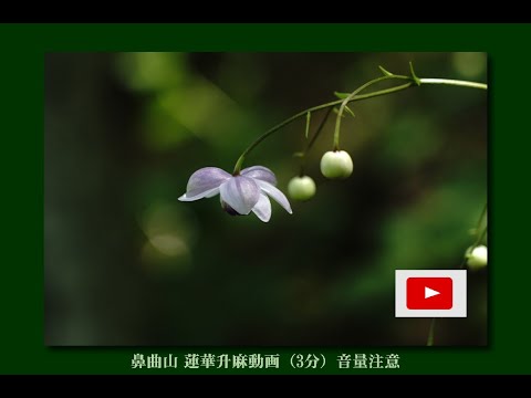 鼻曲山・蓮華升麻花旅