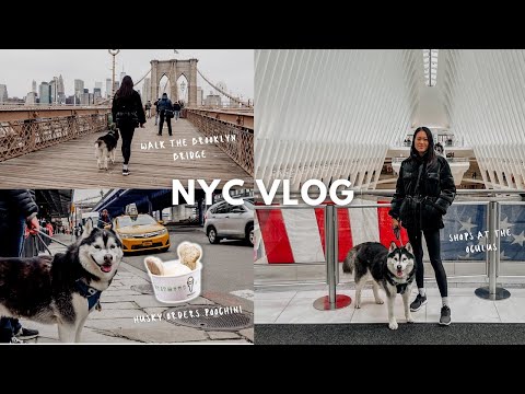 NYC Vlog | Husky orders Shake Shack Poochini, Walks at Brooklyn Bridge, DUMBO, Seaport, Oculus