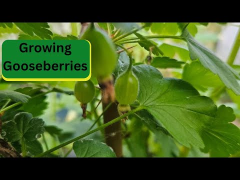 Growing Gooseberries