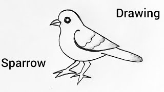 How to draw a Sparrow | easy Sparrow bird drawing step by step