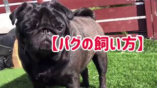 【パグの飼い方】パグブリーダー秘伝♪