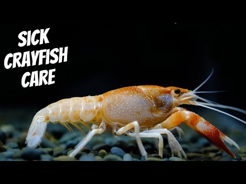 HOW TO CARE FOR SICK CRAYFISH || Crayfish Care 101