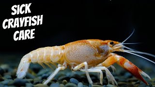 HOW TO CARE FOR SICK CRAYFISH || Crayfish Care 101