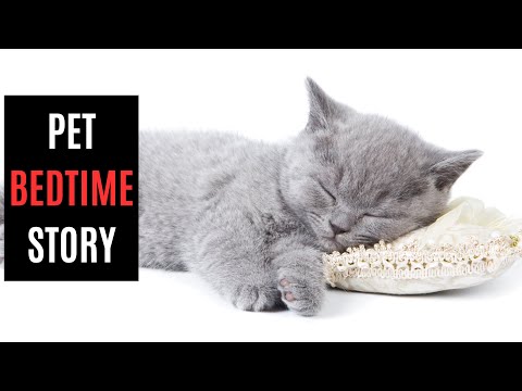 A Cozy Bedtime Story for You and Your Pet