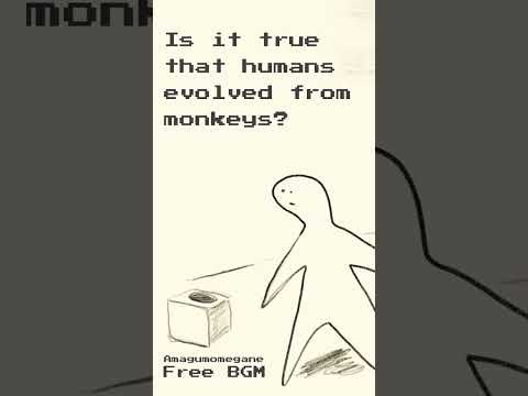 【Free BGM】Is it true that humans evolved from monkeys?