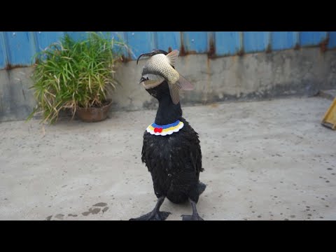 Cormorants are happy eating fish