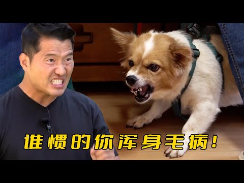 9歲老狗被主人寵成巨嬰，訓犬師卻不慣毛病直接上腳，訓人訓狗兩不耽誤