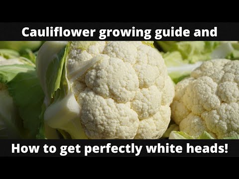 cauliflower growing guide and how to get perfectly white heads!