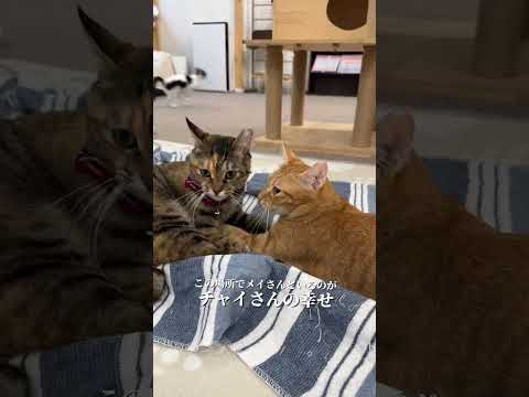 チャイさんの暮らし65。#保護猫