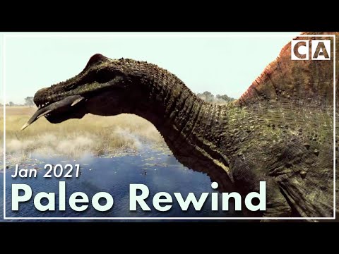 Paleo Rewind | Discoveries & Mysteries | Jan 2021