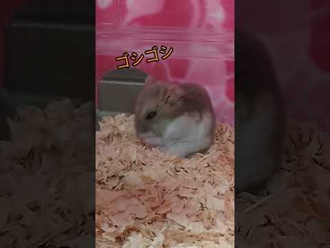 ゴシゴシハムスター（ピク）#ハムスター #hamsters #ゴシゴシ#可愛い#癒し#cute #ジャンガリアンハムスター