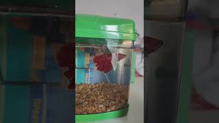 Fish #bettafish #betta #aquarium #red #cupangmurah #bettatank #goldfish #bettakoi #fullmoon