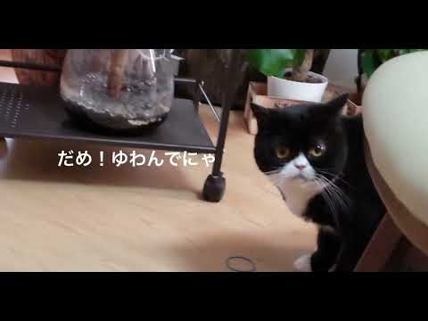 輪ゴムで遊ぶ猫