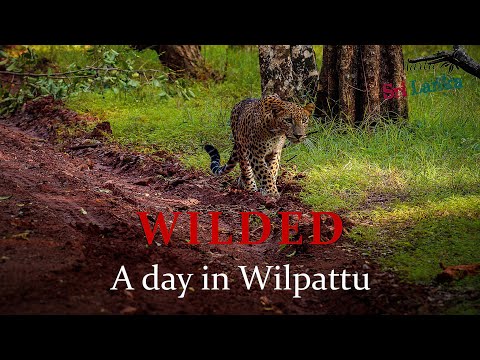 Sri Lanka Wildlife Safari (Wilpattu National Park) - wild leopard hunting, and more!