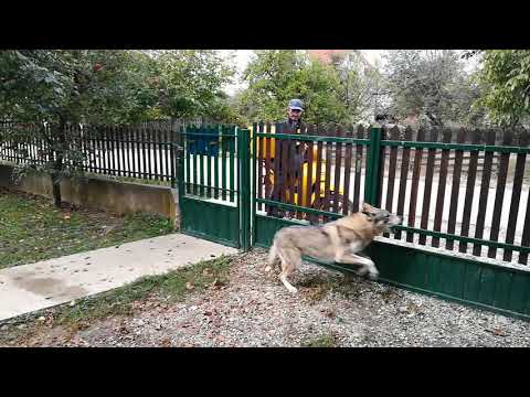 Czechoslovakian Wolfdogs Reaction When See the Postman