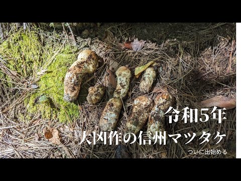 凶作の信州　しかし今年もまたやってきた松茸のシーズン　第一回　令和5年　2023年10月中旬