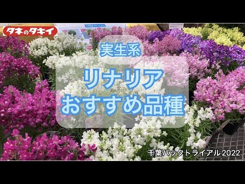 【園芸】2022-2023 リナリア タキイおススメ品種