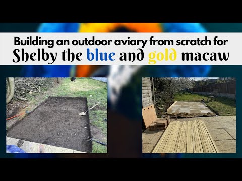 HOW TO BUILD AN OUTDOOR AVIARY FOR A BLUE AND GOLD MACAW PART 2 | SHELBY THE MACAW