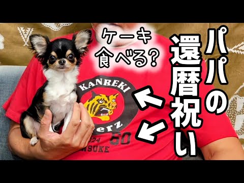 愛犬チワワとパパの還暦を祝う会♪プレゼントは赤いちゃんちゃんこの代わりに・・・