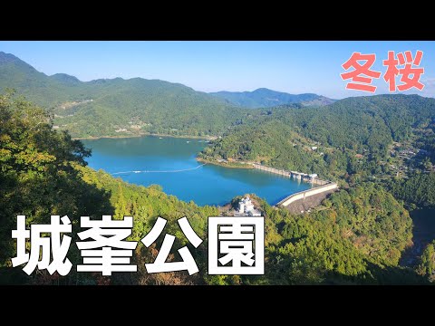 【埼玉県】冬桜と紅葉【ソロキャンプ】【秋キャンプ】【城峯公園キャンプ場】【埼玉県キャンプ場】【雨キャンプ】