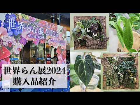 【世界らん展2024】購入品紹介｜輸入株の養生方法｜アンスリウム