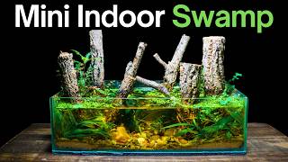 I Made a Mini Indoor Swamp Ecosystem, Here’s How!