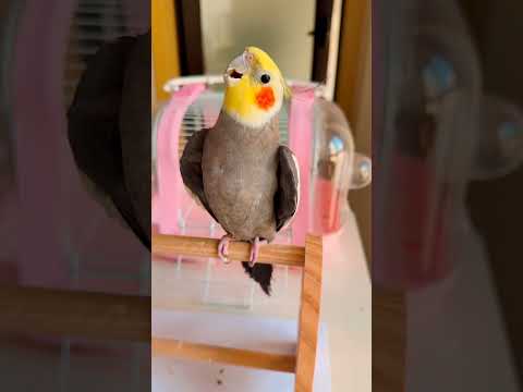 Adorable Cockatiel Larry's Cute and Funny Moments Caught up on Camera #cockatielscraze