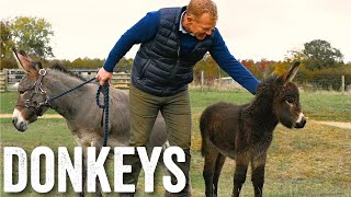 Thinking of keeping donkeys? - Adam Henson's Farm Diaries - Ep23