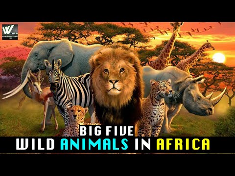 अफ़्रीका में पाँच बड़े जंगली जानवर | Big Five  Wild Animals in Africa | World Documentary HD