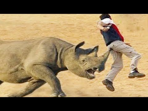 Top 10 Most Dangerous Animals In The World