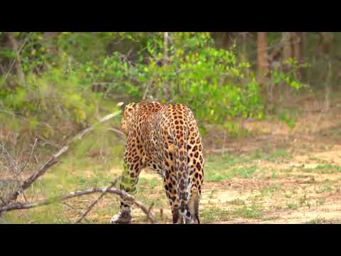 Yala National Park