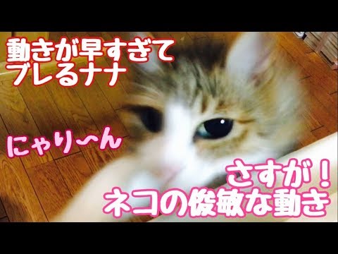 さすがネコ！　俊敏な動きです！