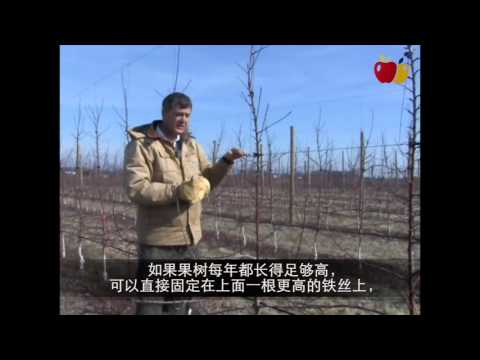 Tall Spindle Orchards: Wire Stabilizer System (Chinese)