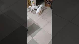 Cat running🙀 #youtubeshorts #catrunnig  #cutecatshorts