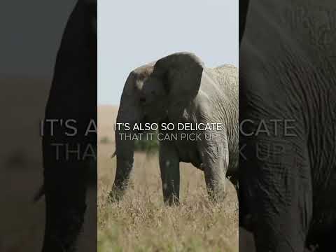 Hey! Guess What, Did you know this CRAZY fact about Elephants? #shorts #shortsfacts