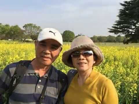 2019羽村鬱金香花田和昭和公園之旅