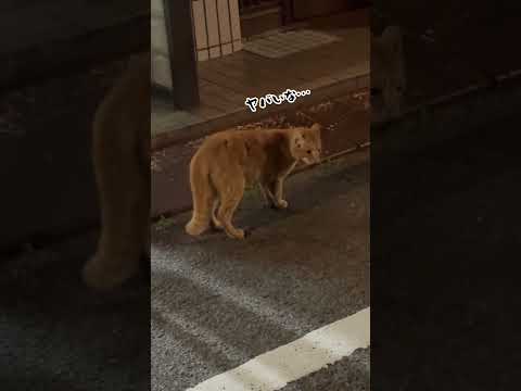 茶トラ保護の話①。#保護猫