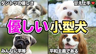 【小型犬編】トレーナーが初心者にオススメする優しい犬4選！