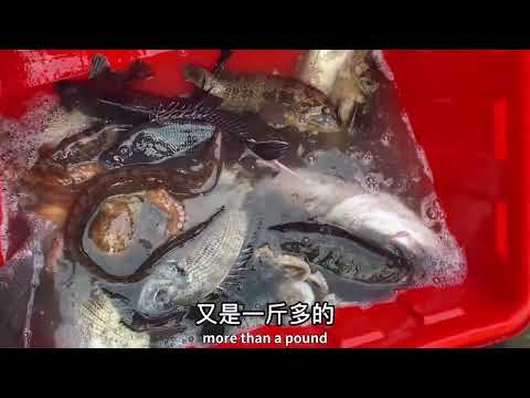 【阿向趕海】整桶豬肝打窩風車島坑 引來重十幾斤的巨鱸和罕見魚王三刀，魚獲重達六十斤