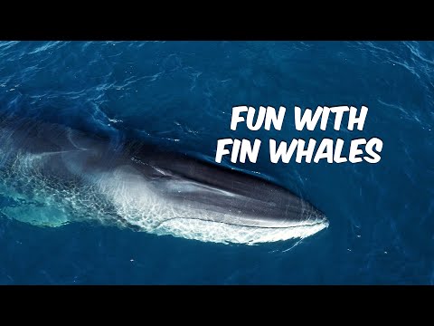 Fun With Fin Whales | 'Fintastic' Drone Video | Dana Point Whale Watching