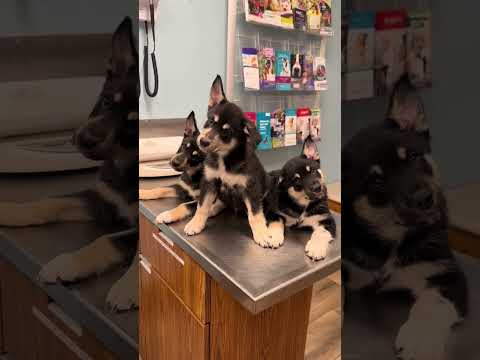 🌟 PUPPY HEAD TILTS GET ME! 🥹❤️#lapponianherder #lapponianherderpuppy #puppyheadtilt #puppies #socute